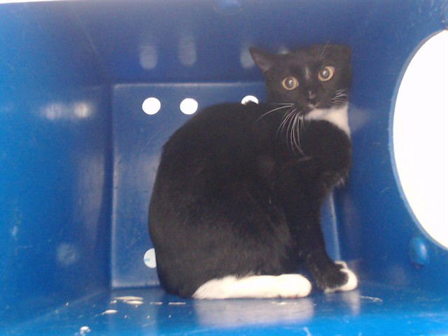 A589807 - Domestic Short Hair available for adoption