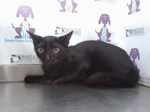 A599358 - Domestic Short Hair available for adoption