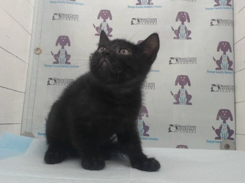 POSEIDON - Domestic Short Hair available for adoption