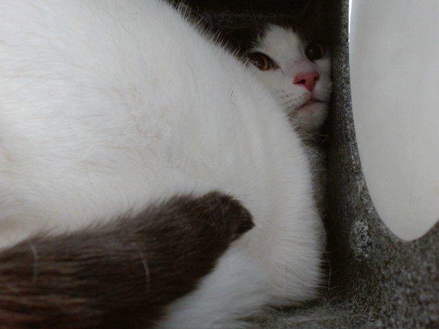 NALA Image