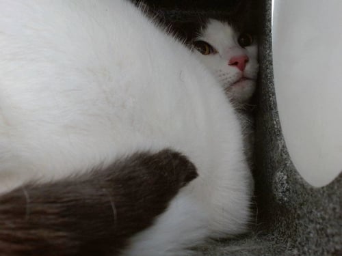 NALA - Domestic Short Hair available for adoption