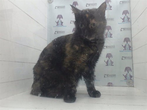 *SNOW WHITE - Domestic Short Hair available for adoption