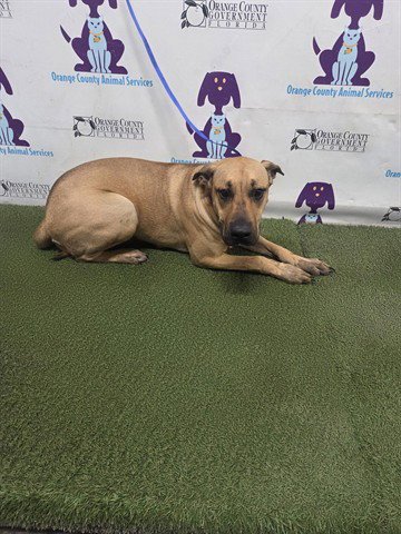 BROWNIE - Black Mouth Cur available for adoption