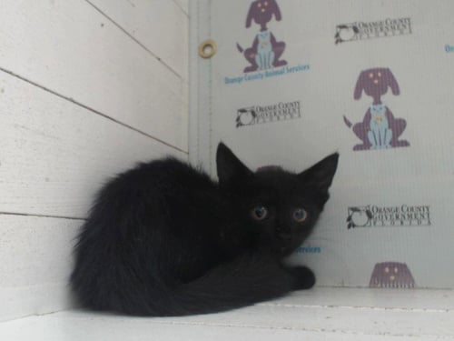 *SMOKEY - Domestic Short Hair available for adoption