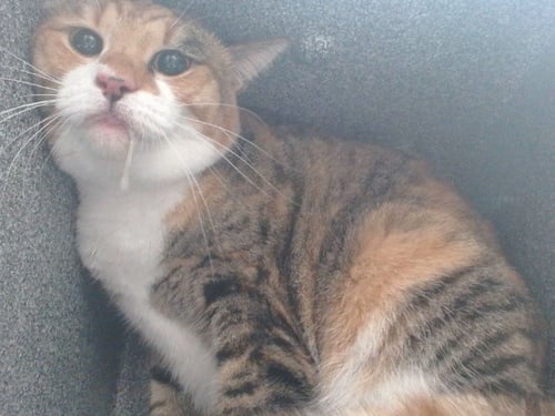 LUCY - Domestic Short Hair available for adoption