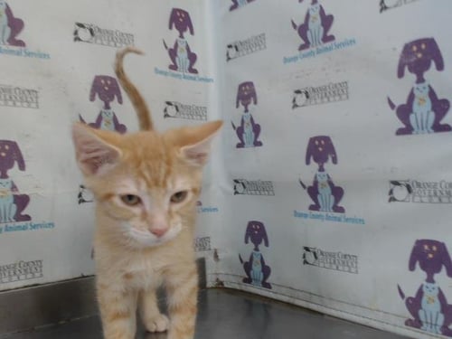 *BLAZE - Domestic Short Hair available for adoption