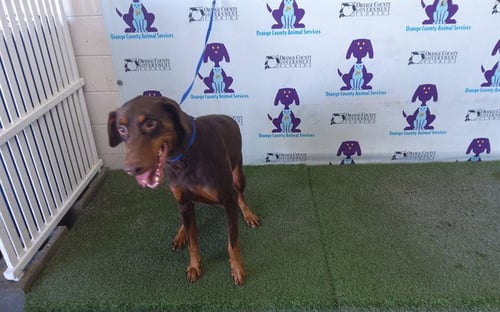 *REECE - Doberman Pinscher available for adoption