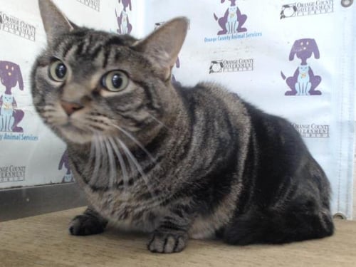 CHEESECAKE - Domestic Short Hair available for adoption