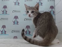 GIZMO - Photo 1
