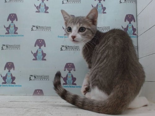 GIZMO - Domestic Short Hair available for adoption