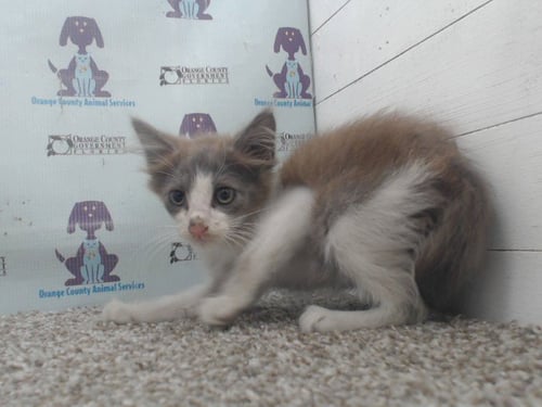 *AANG - Domestic Short Hair available for adoption