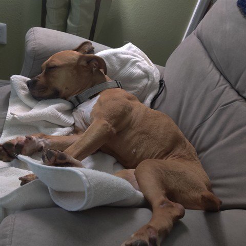 KIKI - Pit Bull Terrier available for adoption