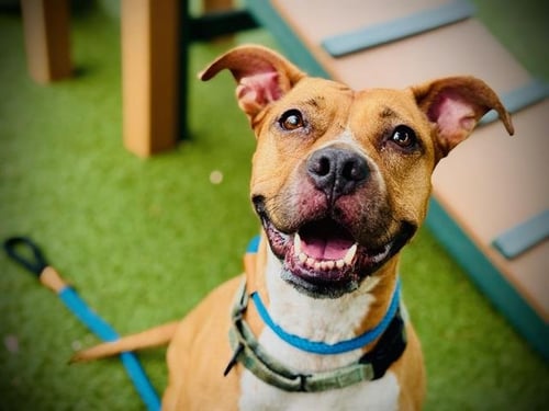 KIKI - Pit Bull Terrier available for adoption