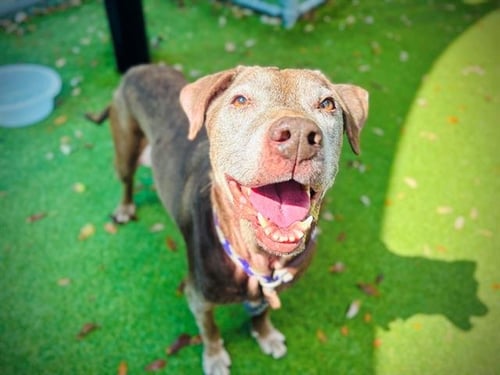MADDIE - Labrador Retriever for adoption in Orlando