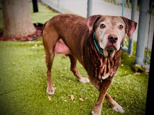 MADDIE - Labrador Retriever available for adoption