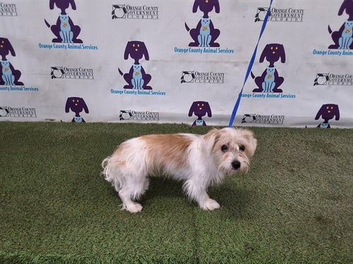 DULCE - Shih Tzu available for adoption