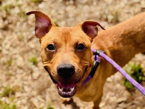 *WAYNE - Pit Bull Terrier available for adoption