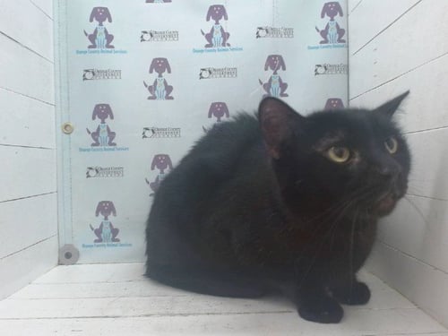 BEAR - Domestic Short Hair available for adoption