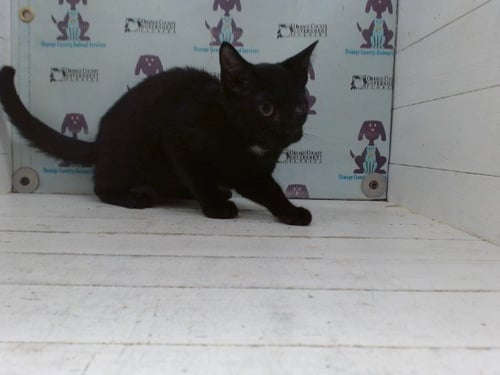 MARGOT - Domestic Short Hair available for adoption