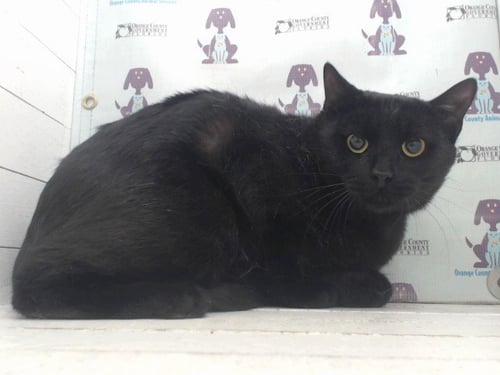 YIN - Domestic Short Hair available for adoption