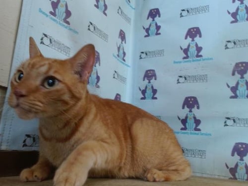 NARANJA - Domestic Short Hair available for adoption
