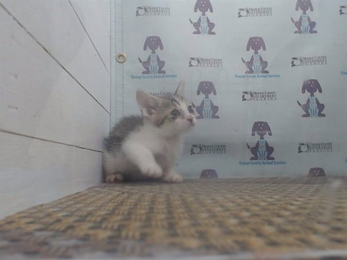 A593117 - Domestic Short Hair available for adoption