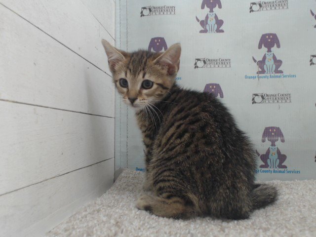 *DELILAH Image