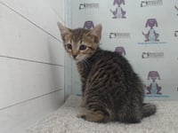 *DELILAH - Photo 1