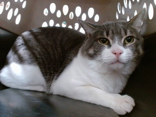 NICO - Domestic Short Hair available for adoption