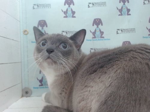BATATA - Domestic Short Hair available for adoption