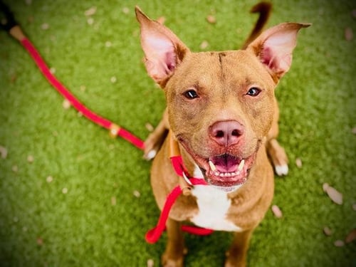 BOCA - Pit Bull Terrier available for adoption
