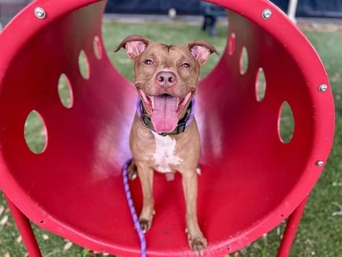 BOCA - Pit Bull Terrier available for adoption