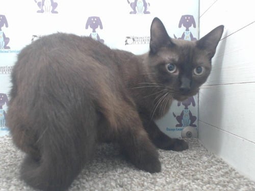 A599670 - Domestic Short Hair available for adoption