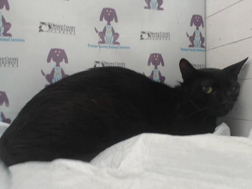 *HECATE - Domestic Short Hair available for adoption