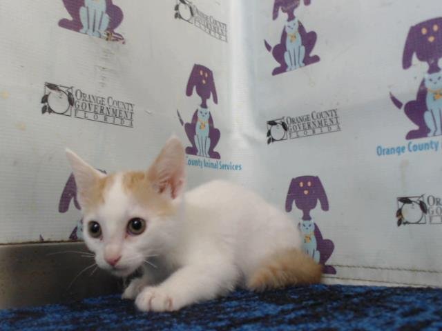 *TWINKLE - Domestic Short Hair available for adoption