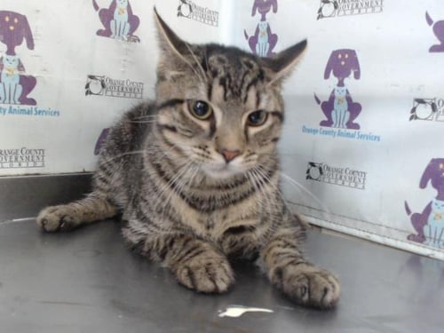 TIGER - Domestic Short Hair available for adoption