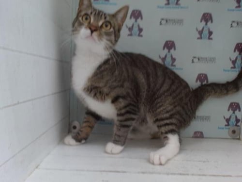 A603570 - Domestic Short Hair available for adoption