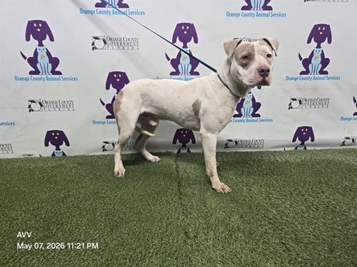 *BIG BEN - Pit Bull Terrier available for adoption