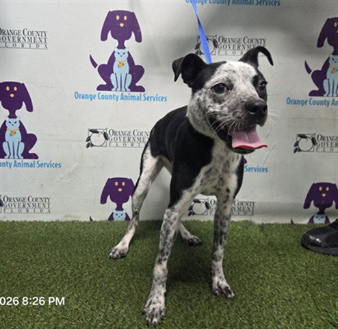 *CHOLULA - Catahoula Leopard Dog available for adoption