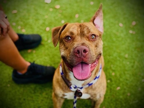 FOREST - Pit Bull Terrier available for adoption