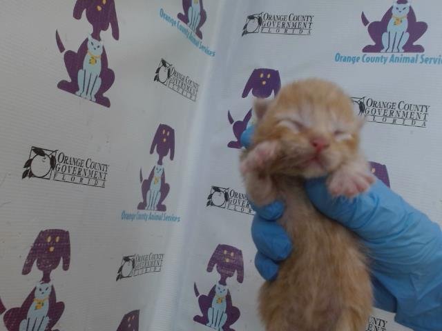 *CHAIRMAN MEOW Image