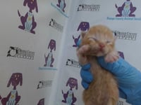 *CHAIRMAN MEOW - Photo 1