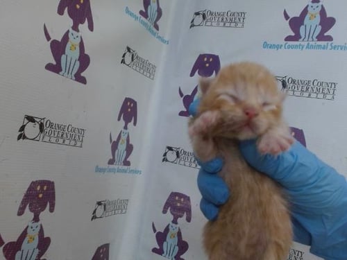 *CHAIRMAN MEOW - Domestic Short Hair available for adoption