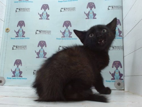 A606184 - Domestic Short Hair available for adoption