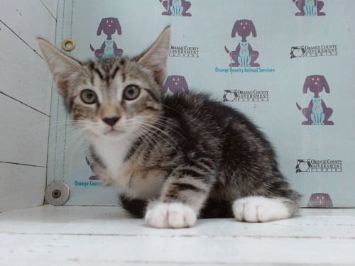 *SWIRLS - Domestic Short Hair available for adoption