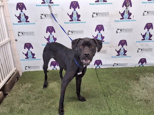 CHARLOTTE - Labrador Retriever available for adoption
