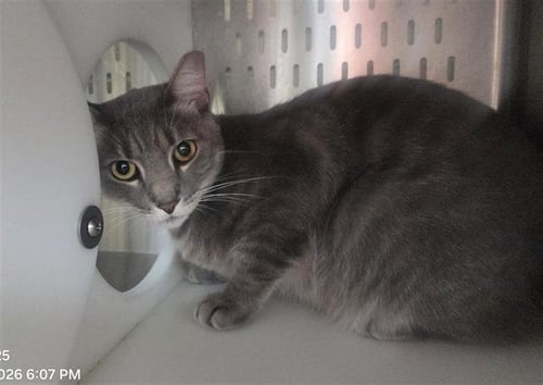 *DISH WASHER - Domestic Short Hair available for adoption