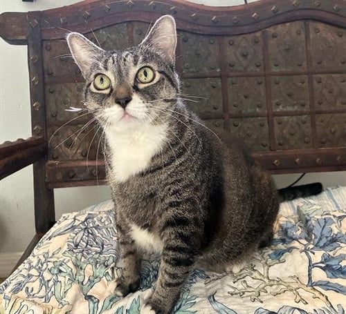ZOE - Domestic Long Hair available for adoption