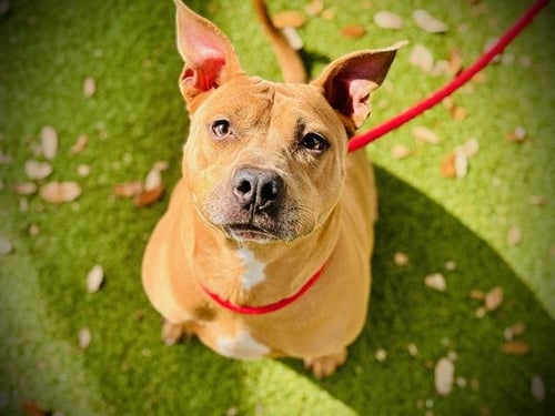 BAILEY PEARL - Pit Bull Terrier available for adoption