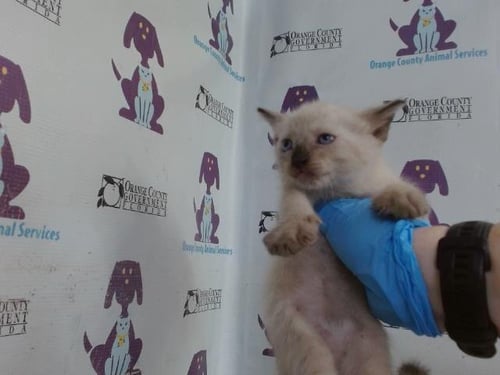 *FREYA - Domestic Short Hair available for adoption